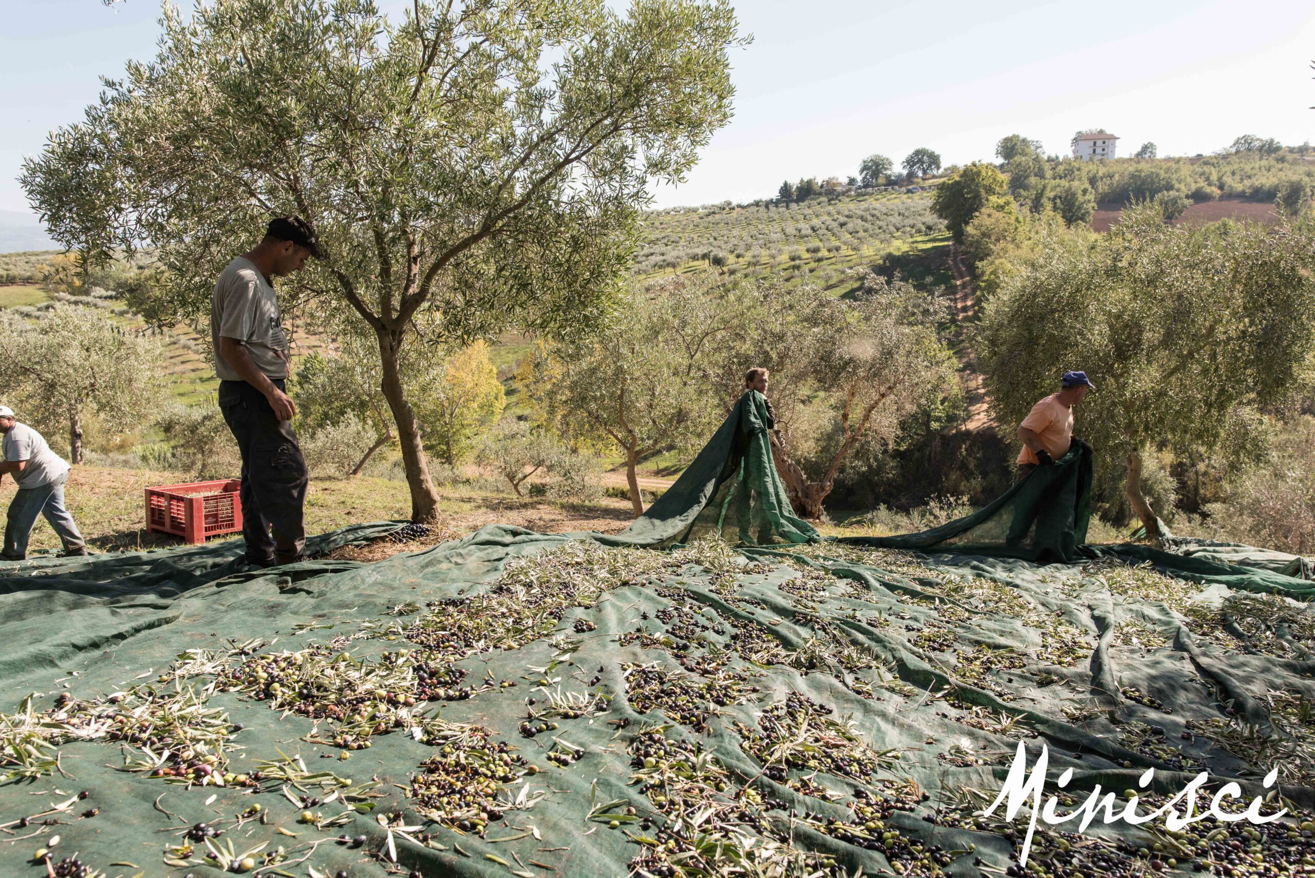 Olive oil being poured