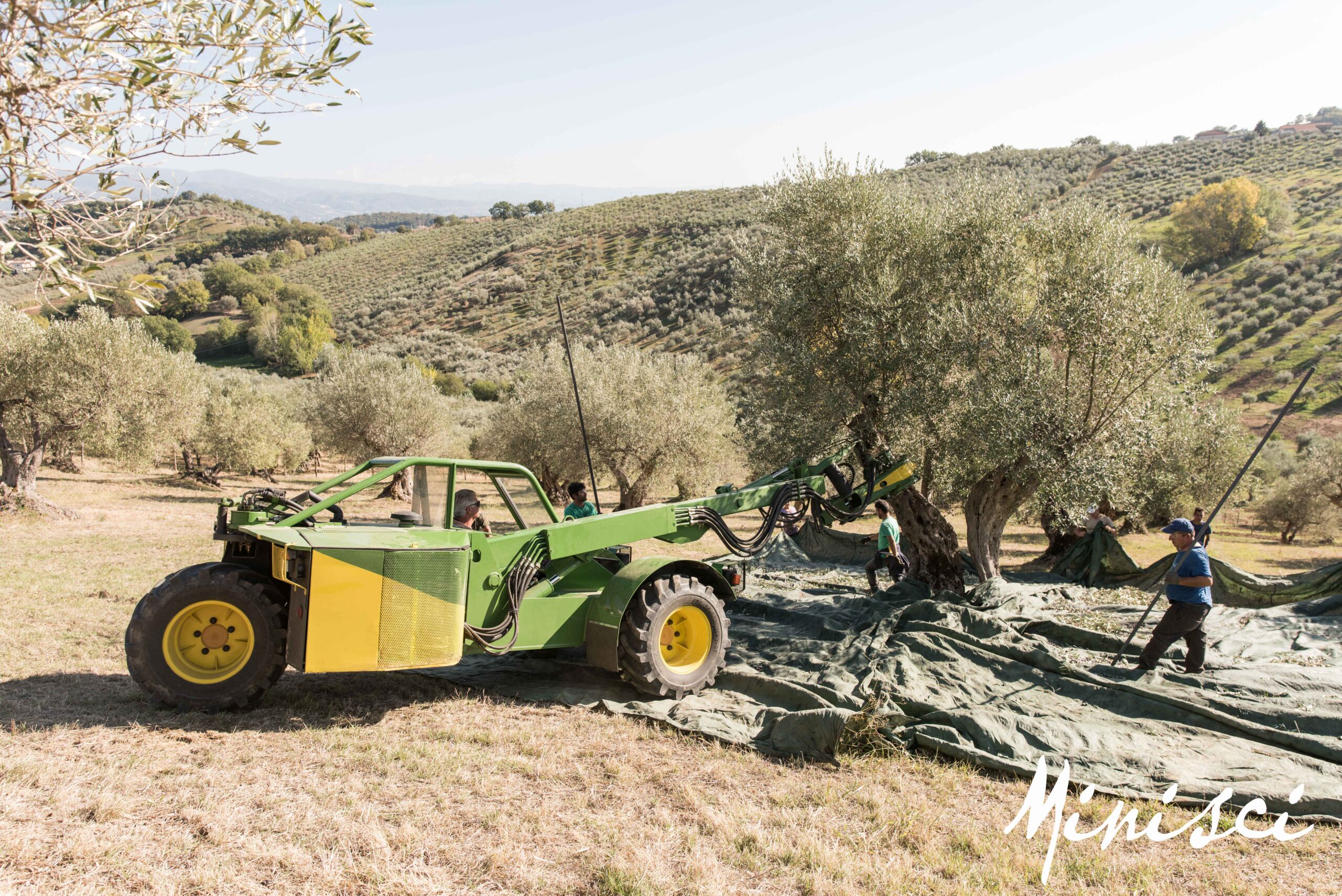 Harvesting machine working an olive grove, hills of olive trees in the background