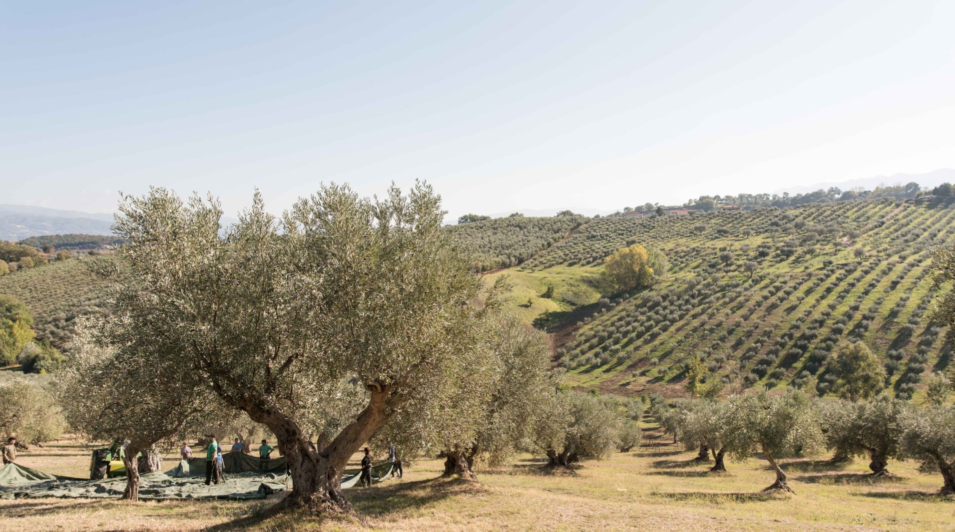 Olive field overview, Piana di Sibari, Calabria
