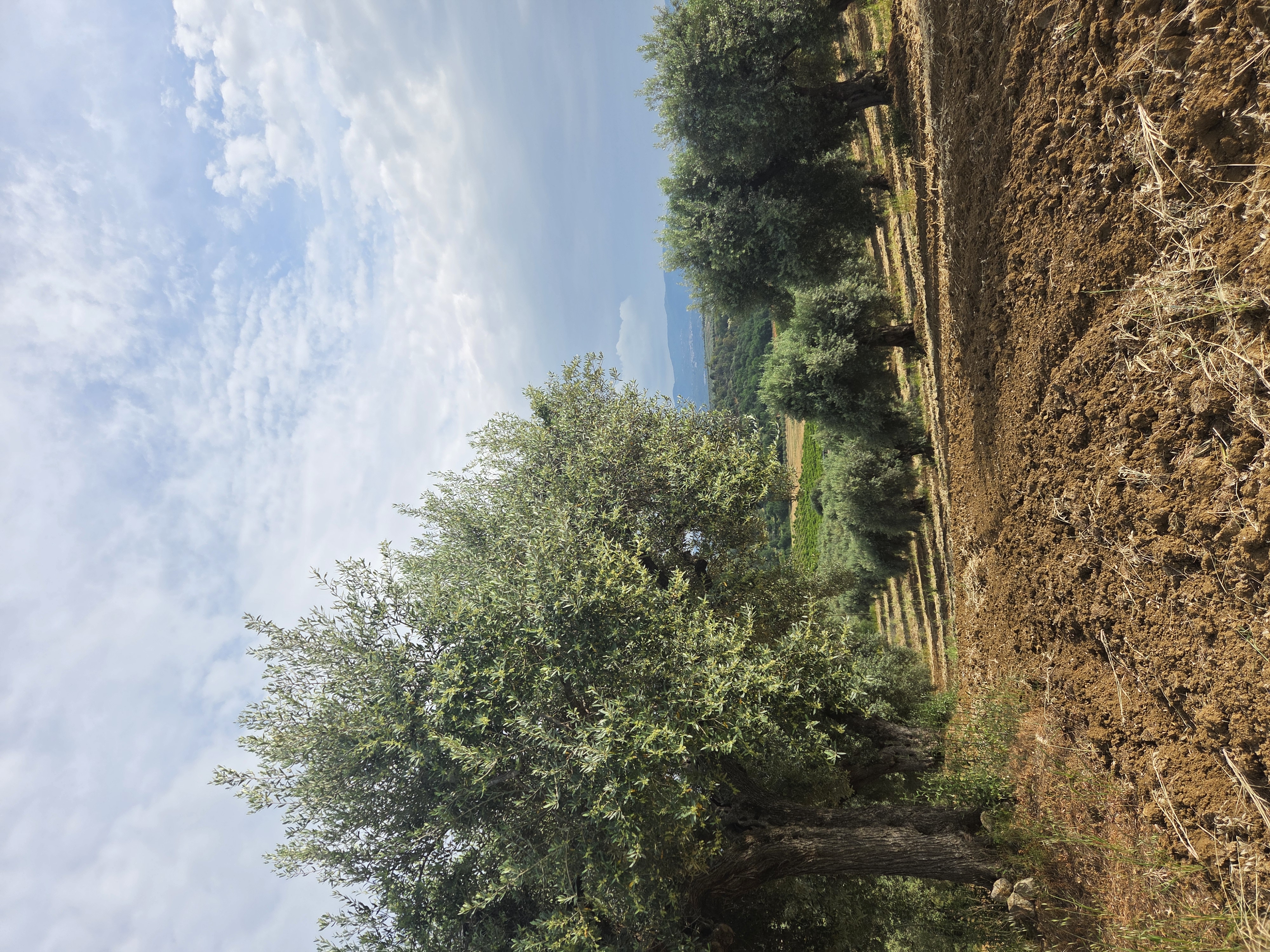 Olive groves in the Piana di Sibari, Calabria