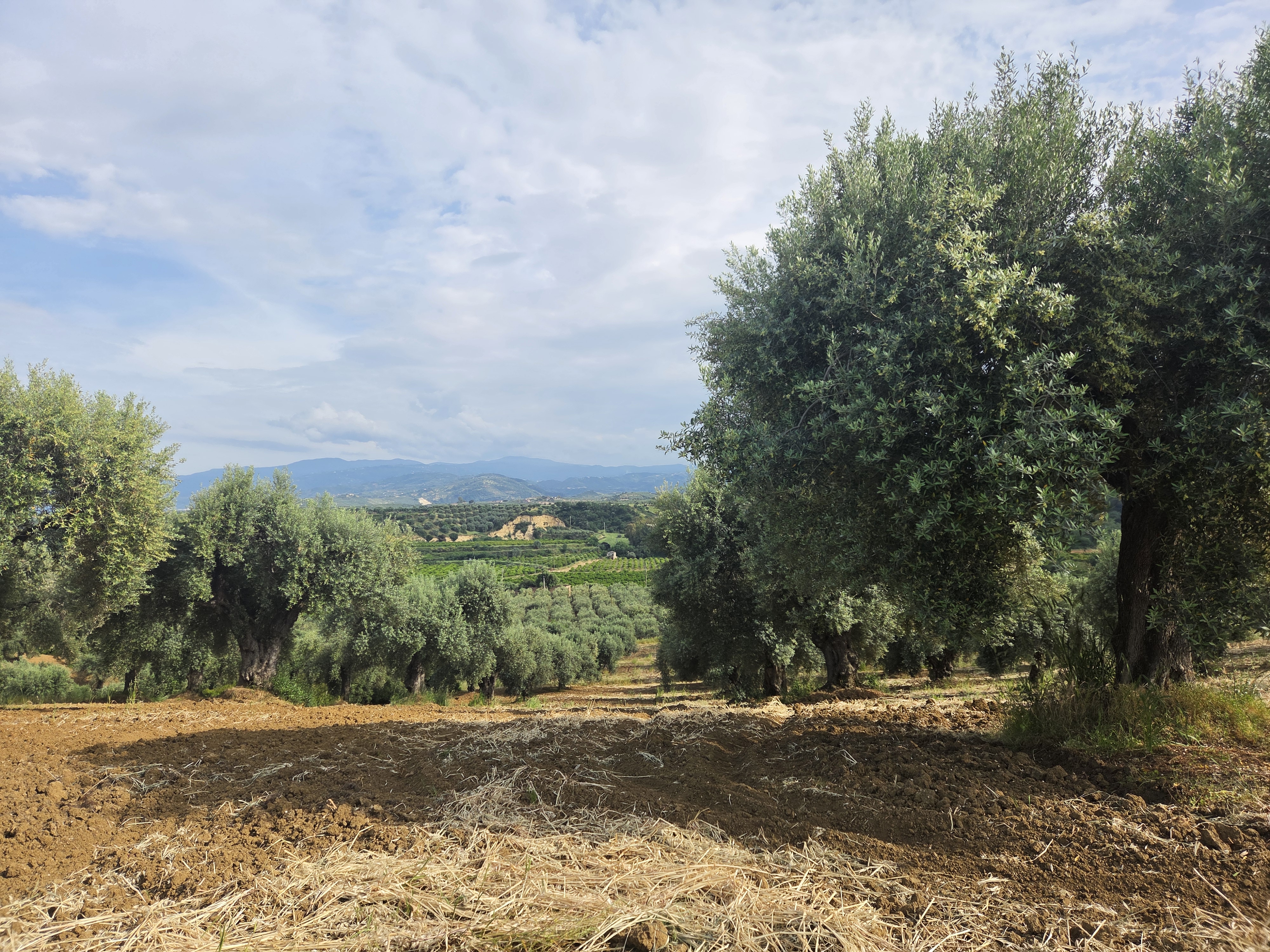 Olive grove at La Molazza, Corigliano Rossano